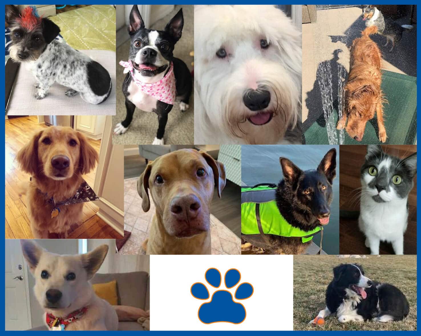 It’s National Take Your Dog to Work Day! Meet the Pets of BARR